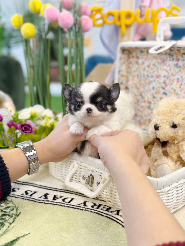 Chihuahua - Poko(Male) - Beautiful puppy teacup puppy with adorable features available for adoption from Velydog