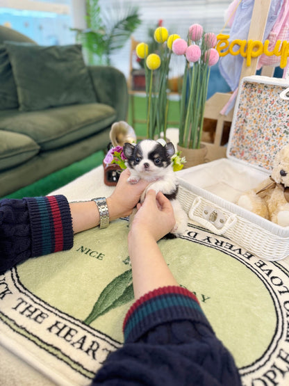 Chihuahua - Poko(Male) - Beautiful puppy teacup puppy with adorable features available for adoption from Velydog