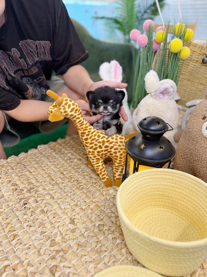 Chihuahua - Terry(Male) - Beautiful puppy teacup puppy with adorable features available for adoption from Velydog