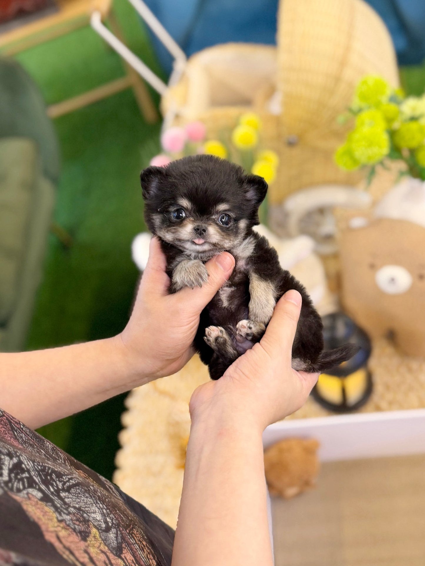 Chihuahua - Terry(Male) - Beautiful puppy teacup puppy with adorable features available for adoption from Velydog