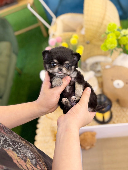 Chihuahua - Terry(Male) - Beautiful puppy teacup puppy with adorable features available for adoption from Velydog