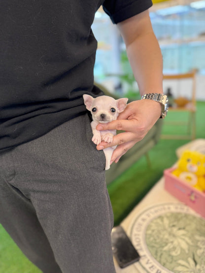 Chihuahua - Tia(Female) - Beautiful puppy teacup puppy with adorable features available for adoption from Velydog