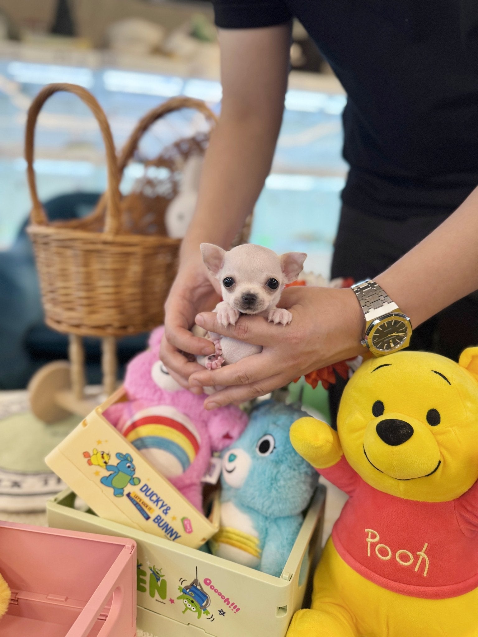 Chihuahua - Tia(Female) - Beautiful puppy teacup puppy with adorable features available for adoption from Velydog