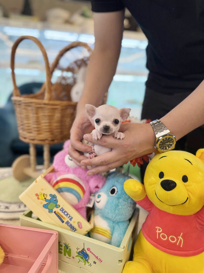 Chihuahua - Tia(Female) - Beautiful puppy teacup puppy with adorable features available for adoption from Velydog