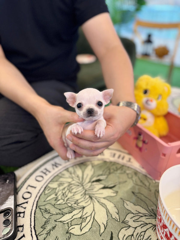 Chihuahua - Tia(Female) - Beautiful puppy teacup puppy with adorable features available for adoption from Velydog