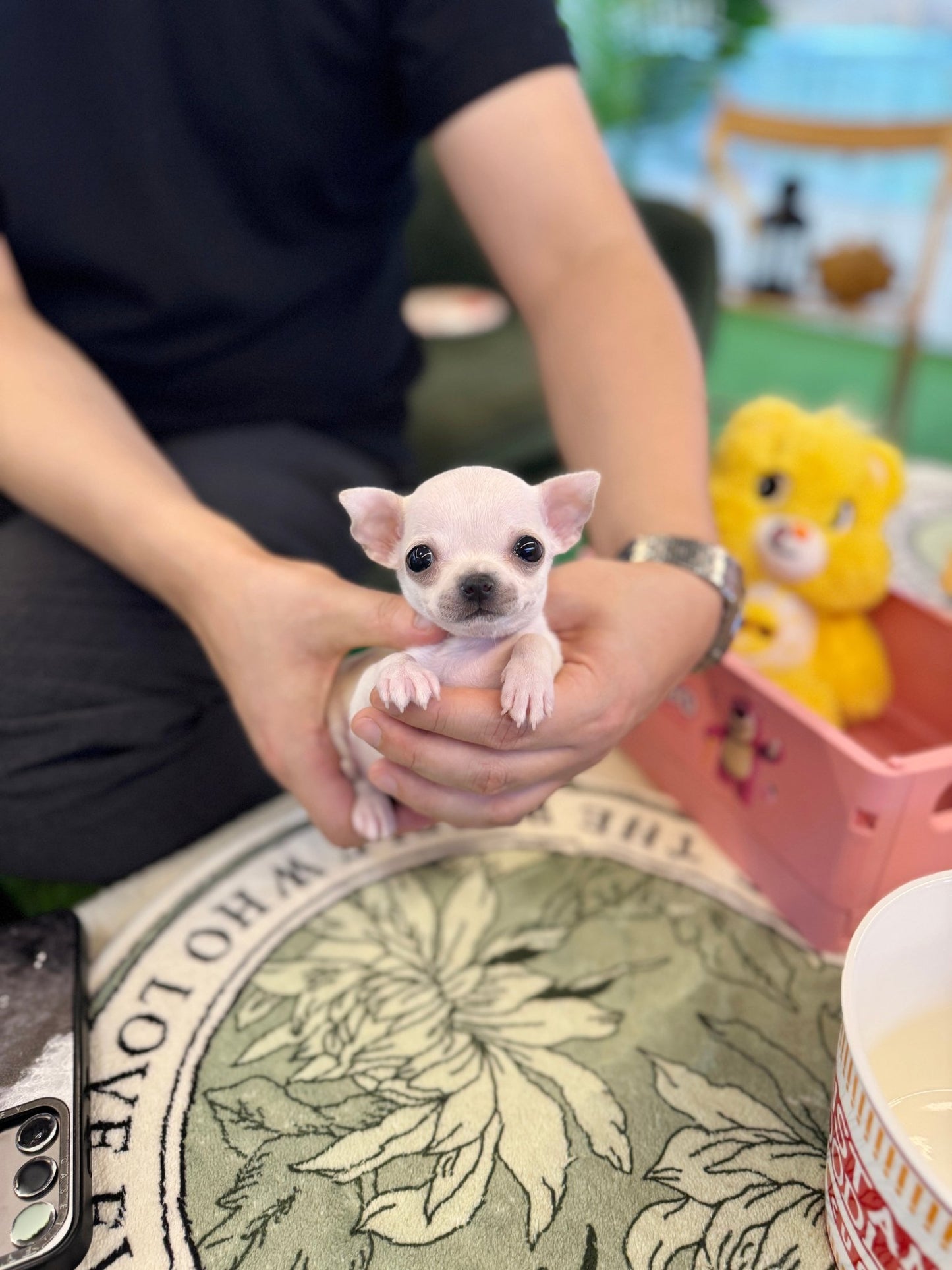 Chihuahua - Tia(Female) - Beautiful puppy teacup puppy with adorable features available for adoption from Velydog