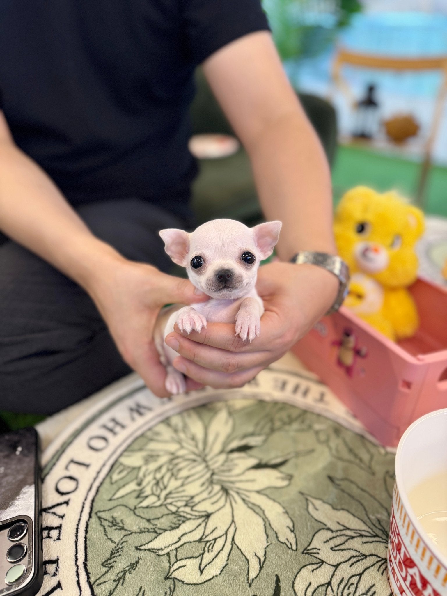 Chihuahua - Tia(Female) - Beautiful puppy teacup puppy with adorable features available for adoption from Velydog