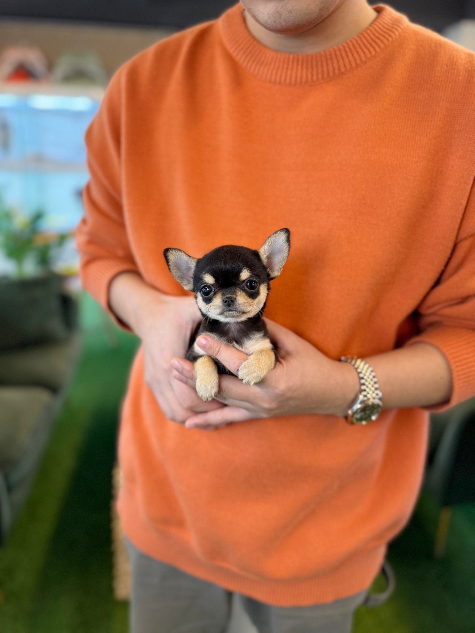 Chihuahua - Violet(Female) - Beautiful puppy teacup puppy with adorable features available for adoption from Velydog