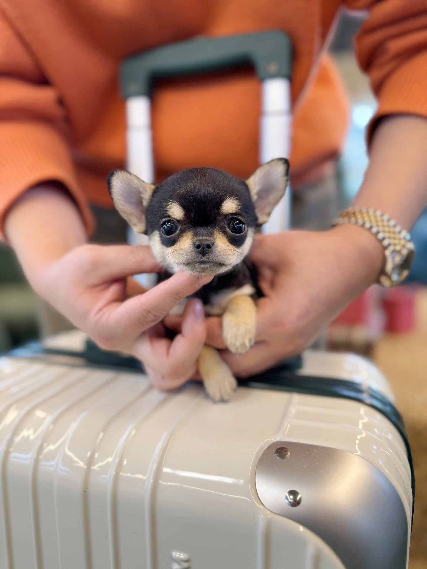 Chihuahua - Violet(Female) - Beautiful puppy teacup puppy with adorable features available for adoption from Velydog