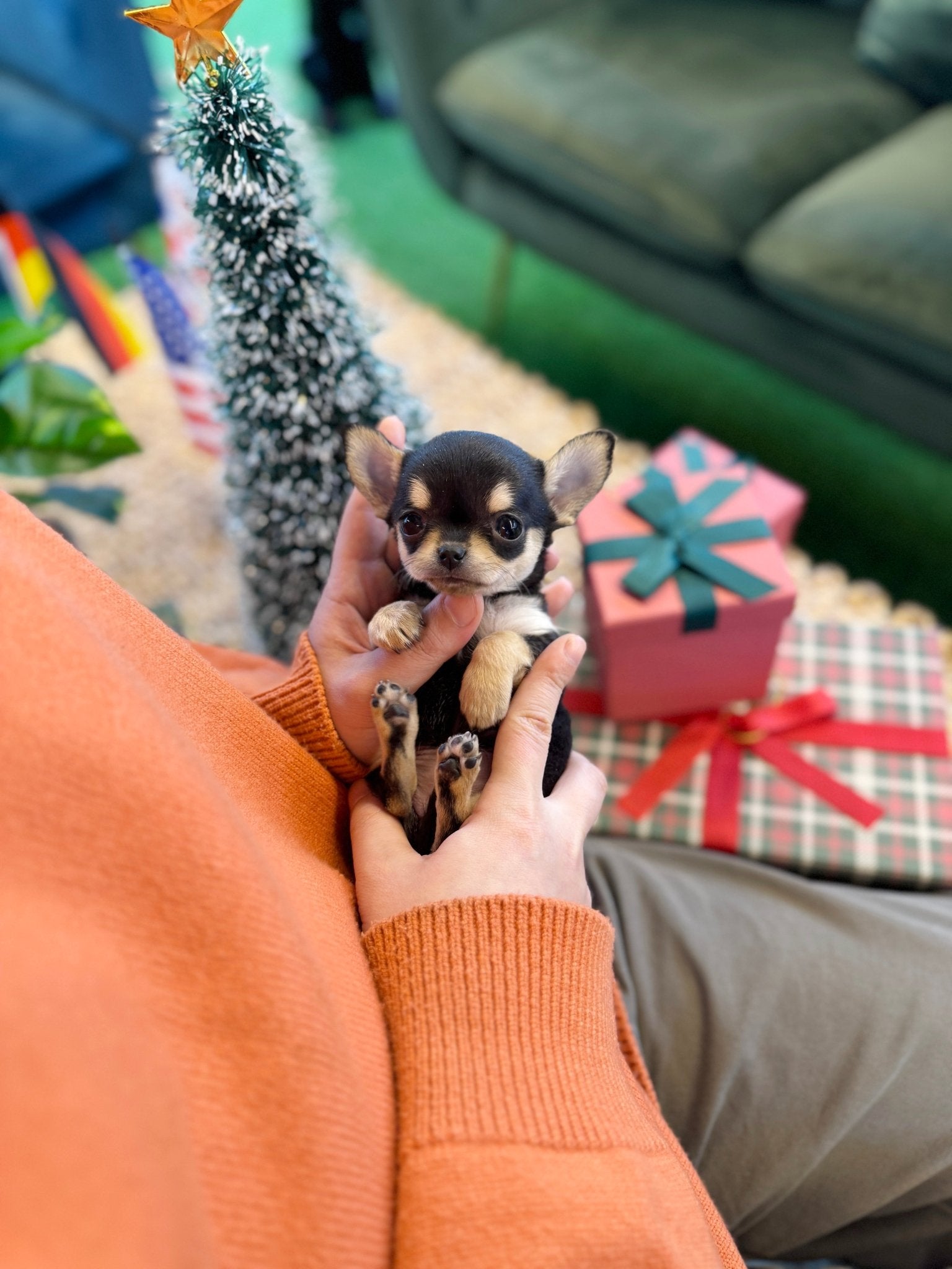 Chihuahua - Violet(Female) - Beautiful puppy teacup puppy with adorable features available for adoption from Velydog