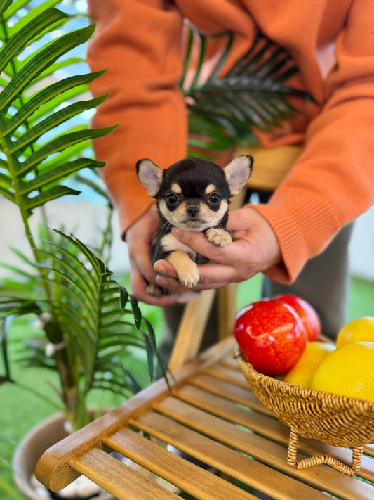 Chihuahua - Violet(Female) - Beautiful puppy teacup puppy with adorable features available for adoption from Velydog