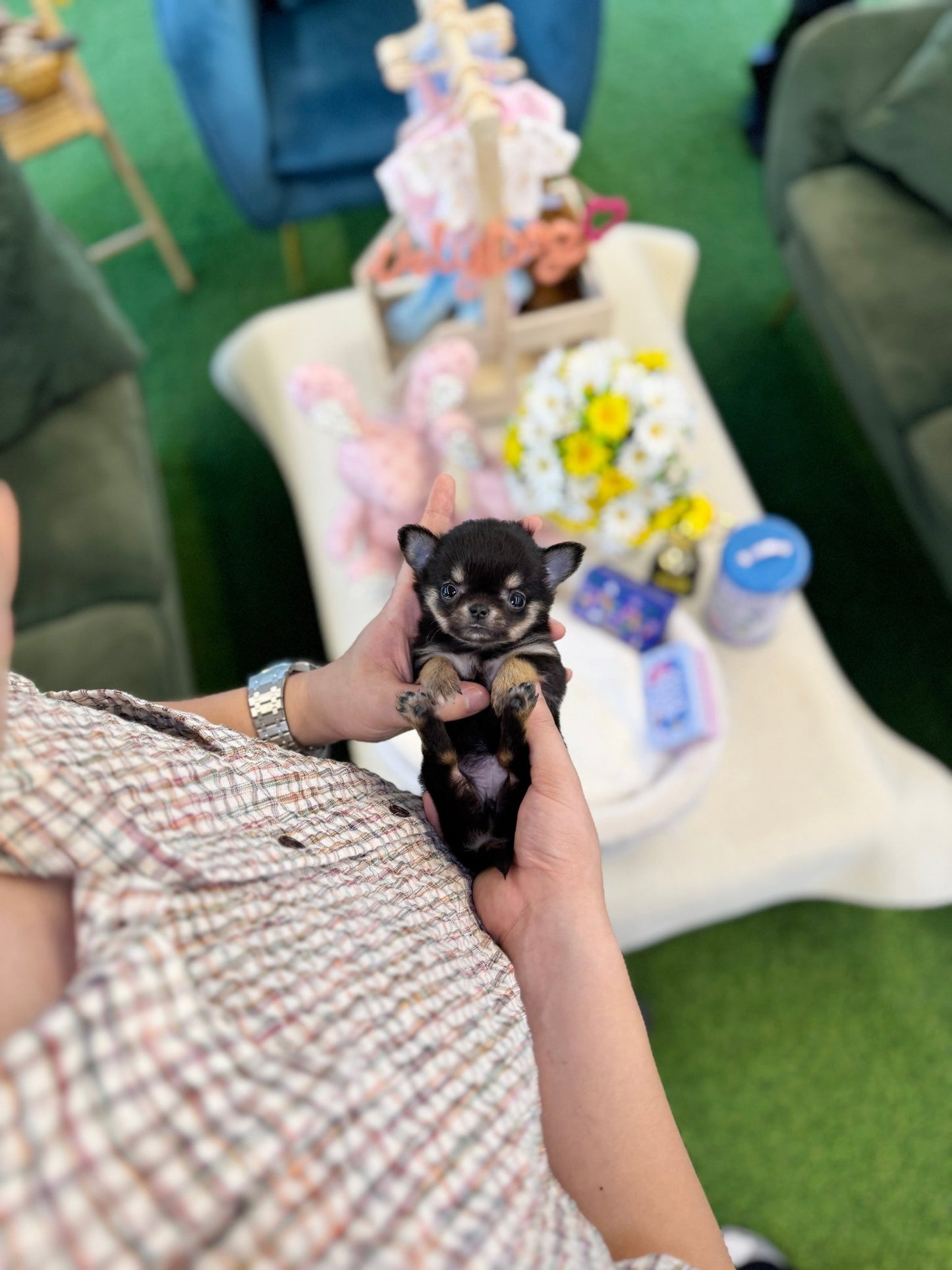 Chihuahua - Yuna(Female) - Beautiful puppy teacup puppy with adorable features available for adoption from Velydog