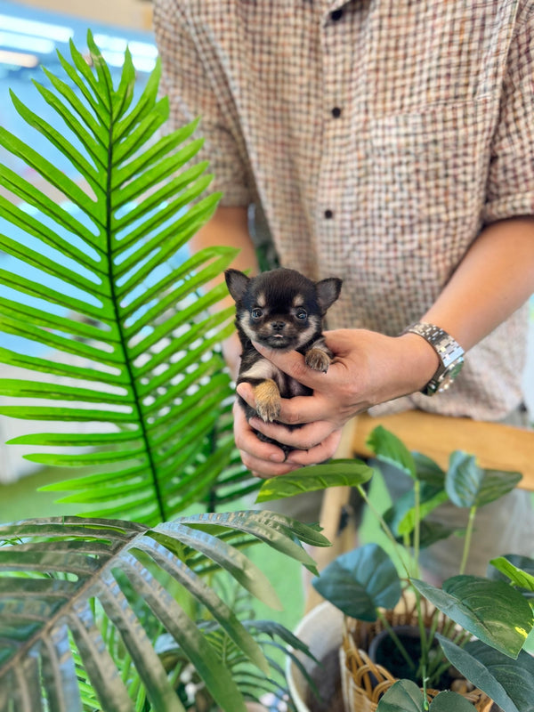 Chihuahua - Yuna(Female) - Beautiful puppy teacup puppy with adorable features available for adoption from Velydog