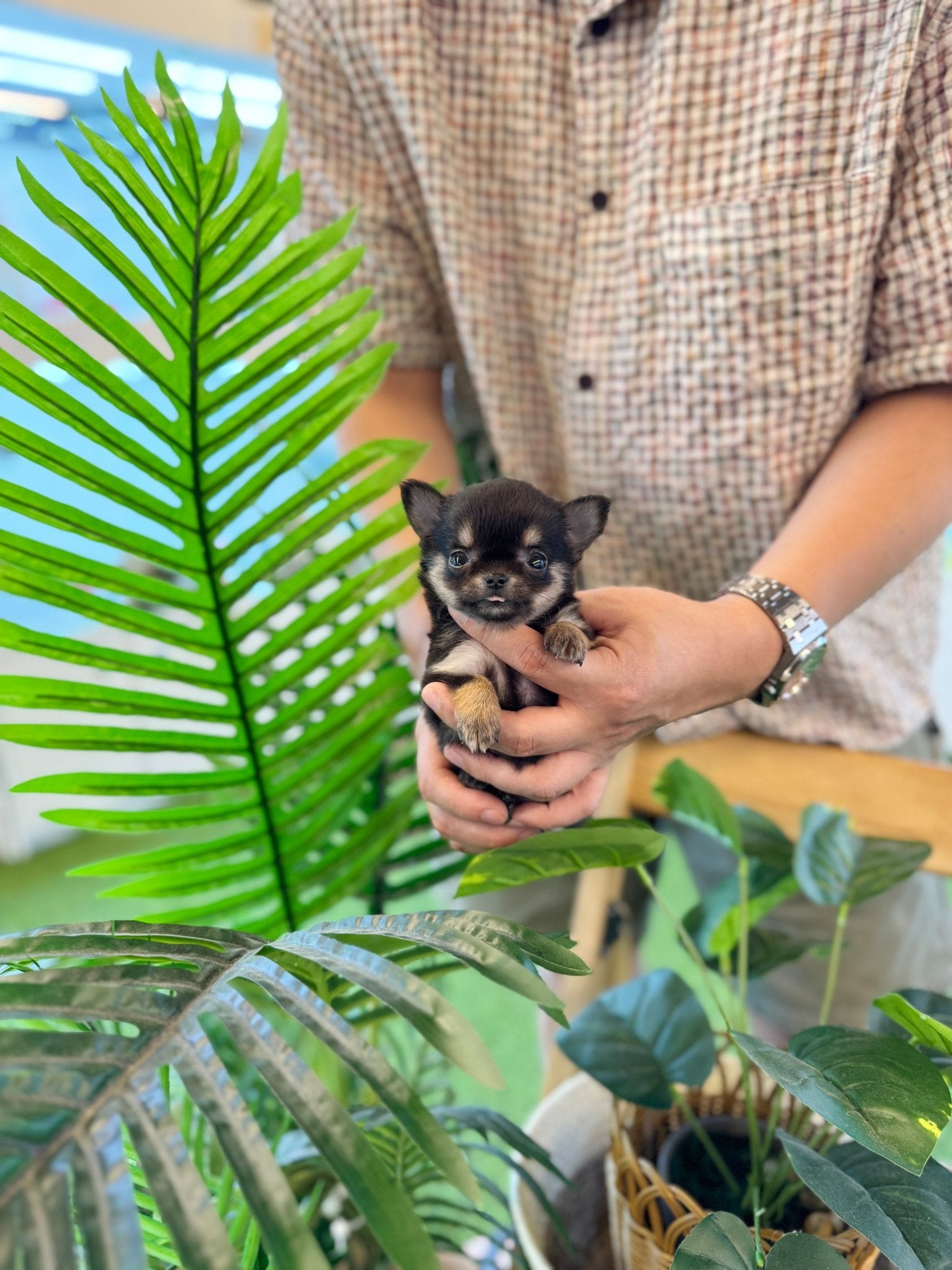 Chihuahua - Yuna(Female) - Beautiful puppy teacup puppy with adorable features available for adoption from Velydog
