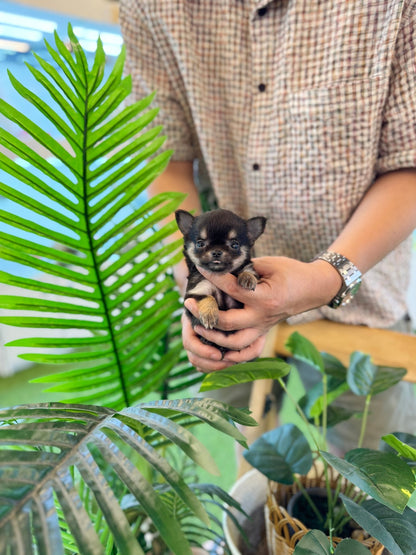 Chihuahua - Yuna(Female) - Beautiful puppy teacup puppy with adorable features available for adoption from Velydog