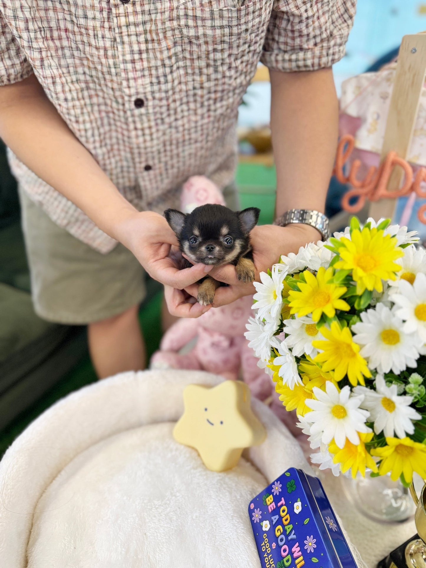 Chihuahua - Yuna(Female) - Beautiful puppy teacup puppy with adorable features available for adoption from Velydog