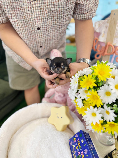 Chihuahua - Yuna(Female) - Beautiful puppy teacup puppy with adorable features available for adoption from Velydog