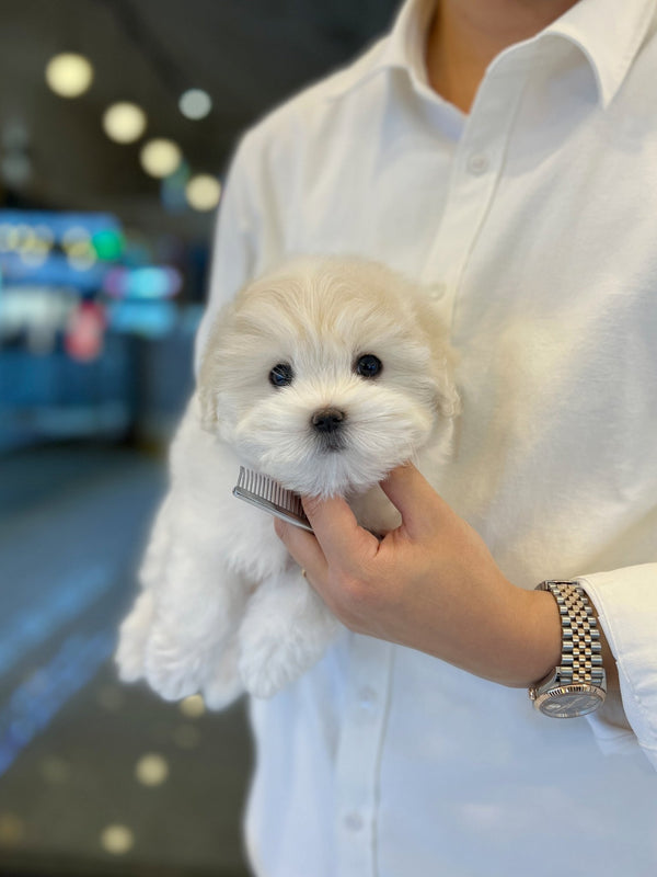 Coton de Tulear - Adam - Beautiful puppy teacup puppy with adorable features available for adoption from Velydog