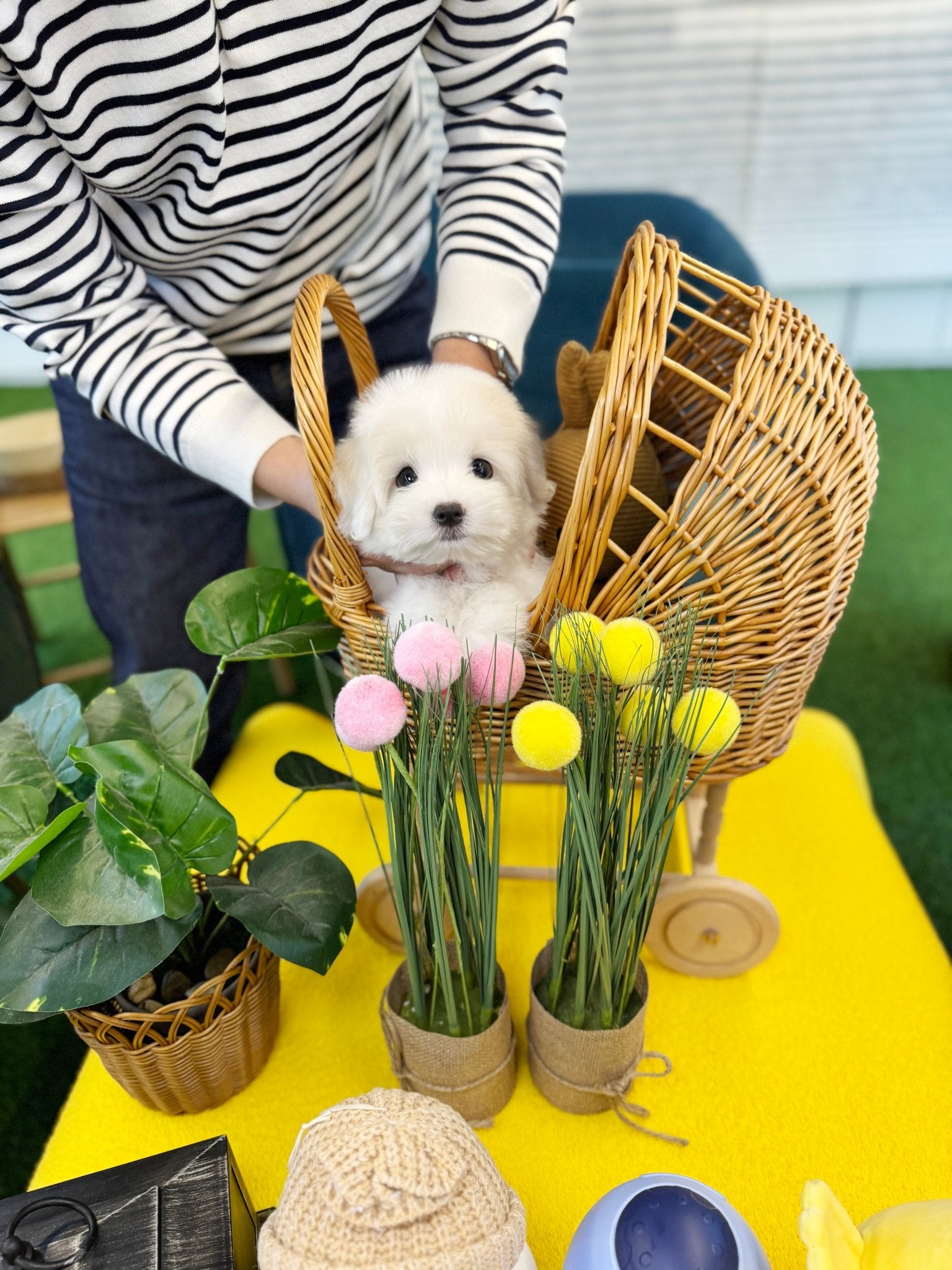 Coton de Tulear - Buddy(Female) - Beautiful puppy teacup puppy with adorable features available for adoption from Velydog