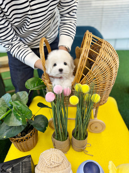 Coton de Tulear - Buddy(Female) - Beautiful puppy teacup puppy with adorable features available for adoption from Velydog