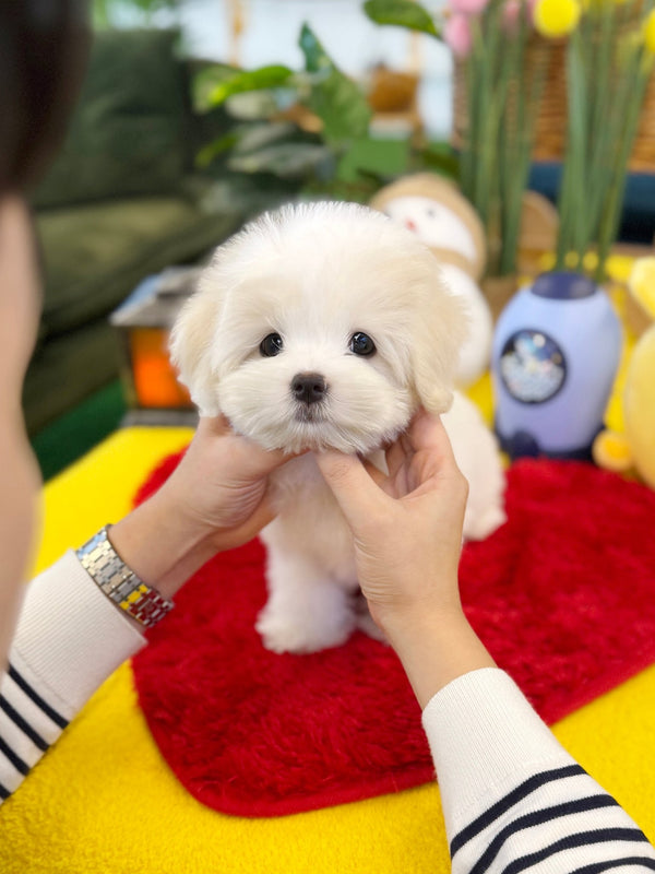 Coton de Tulear - Buddy(Female) - Beautiful puppy teacup puppy with adorable features available for adoption from Velydog