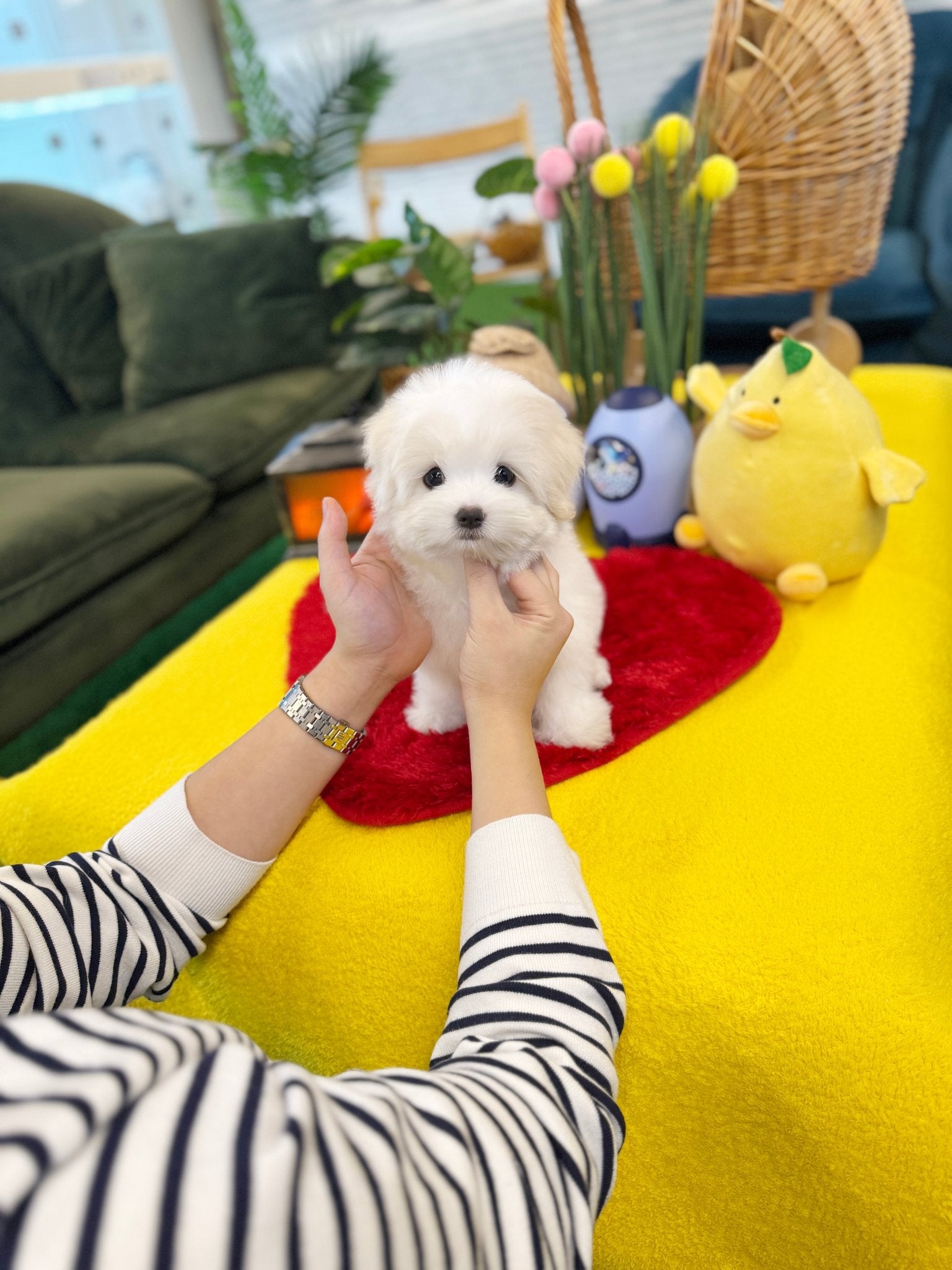 Coton de Tulear - Buddy(Female) - Beautiful puppy teacup puppy with adorable features available for adoption from Velydog