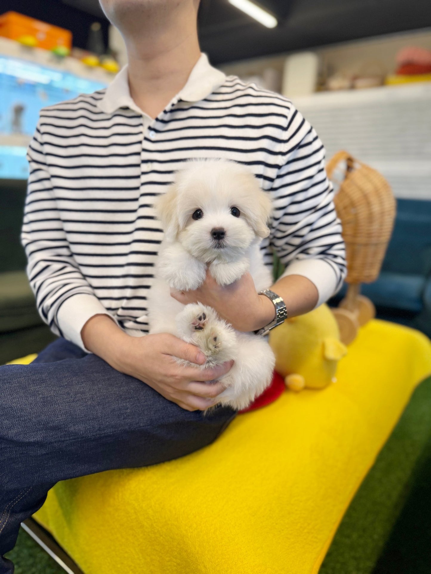 Coton de Tulear - Buddy(Female) - Beautiful puppy teacup puppy with adorable features available for adoption from Velydog