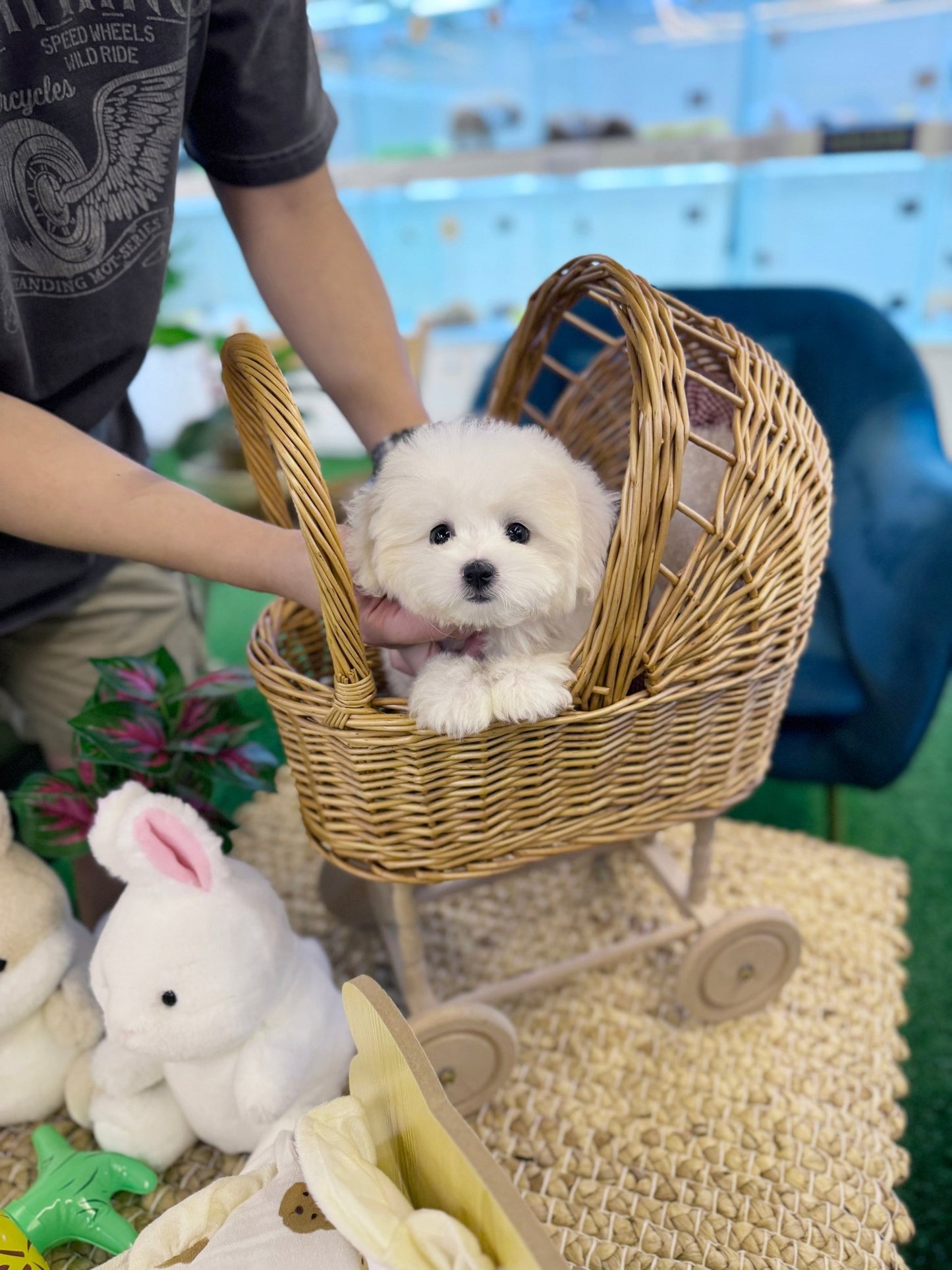 Coton de Tulear - Cotty(Female) - Beautiful puppy teacup puppy with adorable features available for adoption from Velydog