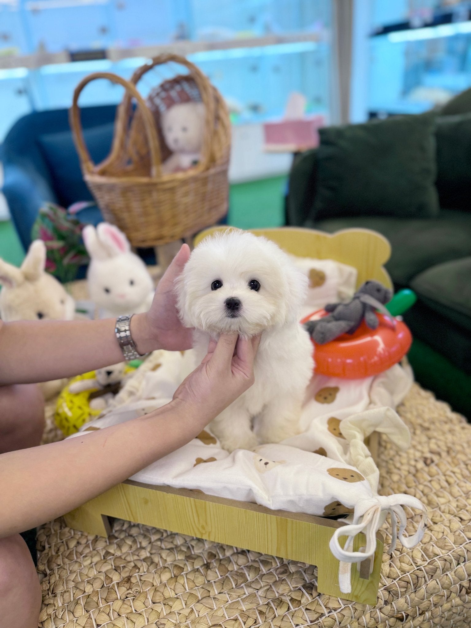 Coton de Tulear - Cotty(Female) - Beautiful puppy teacup puppy with adorable features available for adoption from Velydog