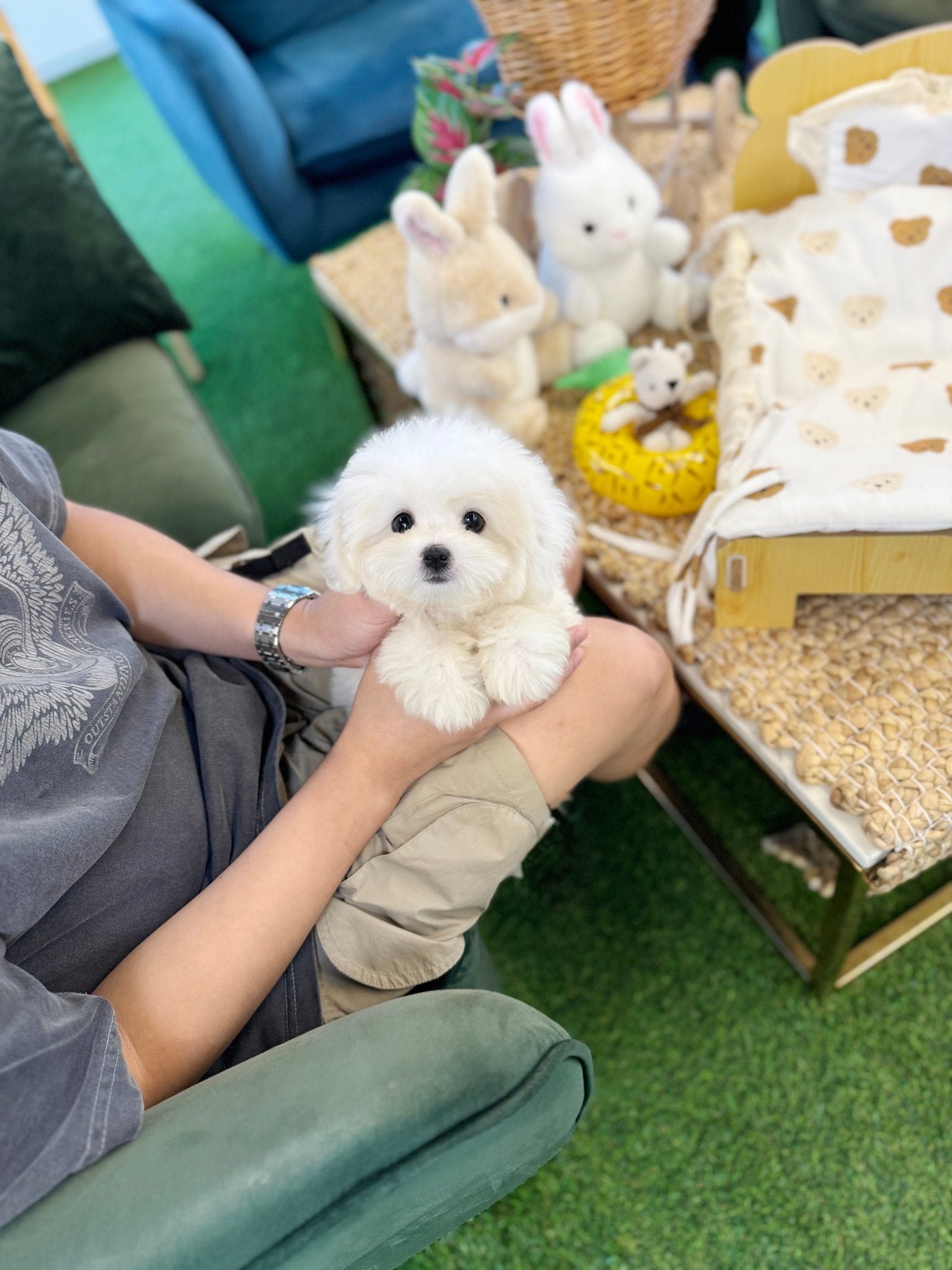 Coton de Tulear - Cotty(Female) - Beautiful puppy teacup puppy with adorable features available for adoption from Velydog