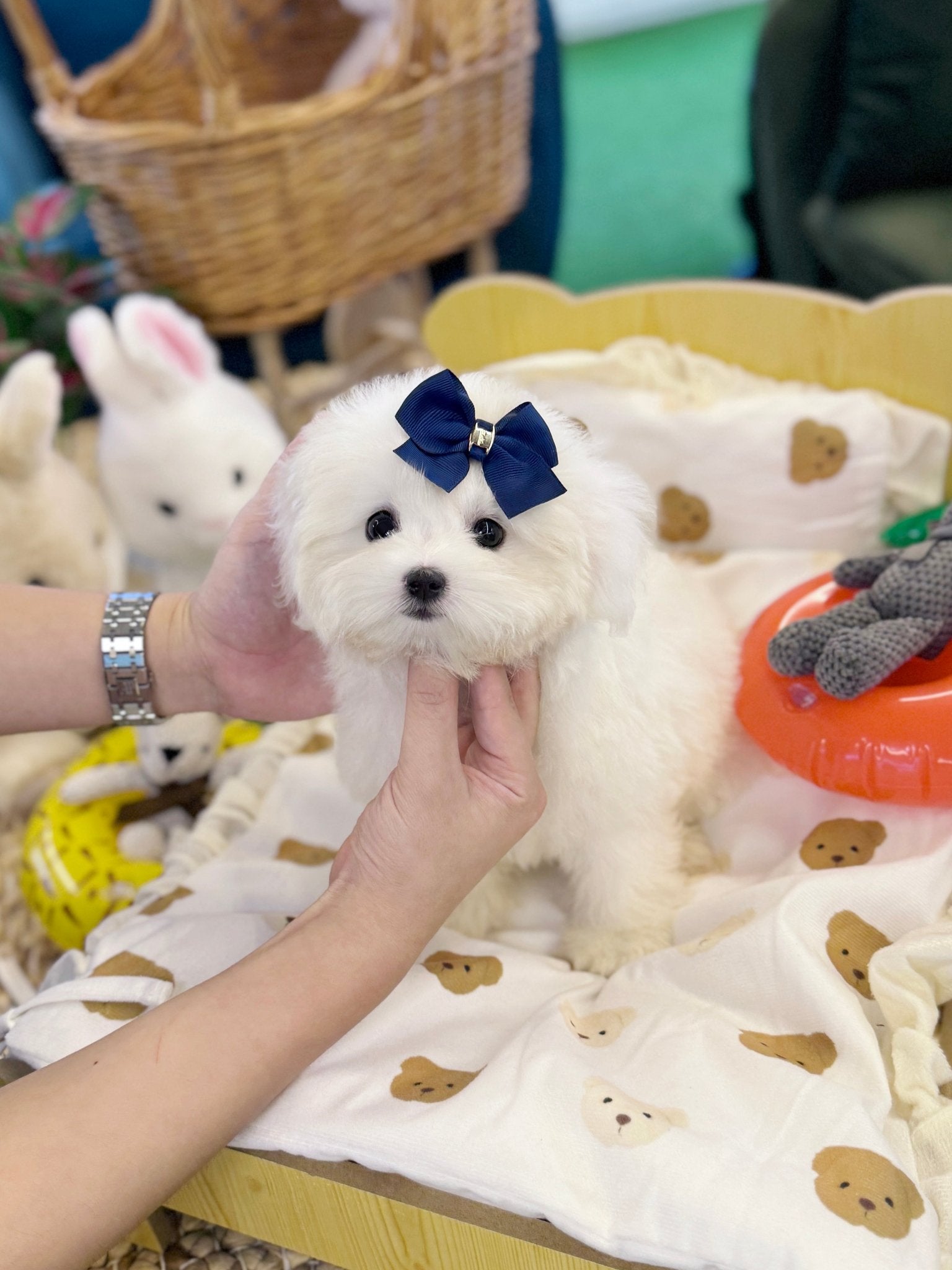 Coton de Tulear - Cotty(Female) - Beautiful puppy teacup puppy with adorable features available for adoption from Velydog