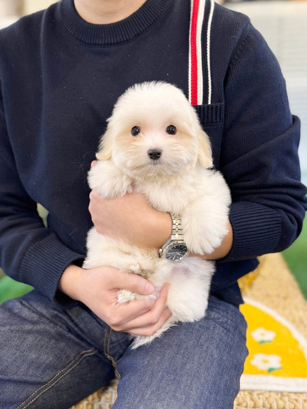 Coton de Tulear - Moon(Male) - Beautiful puppy teacup puppy with adorable features available for adoption from Velydog