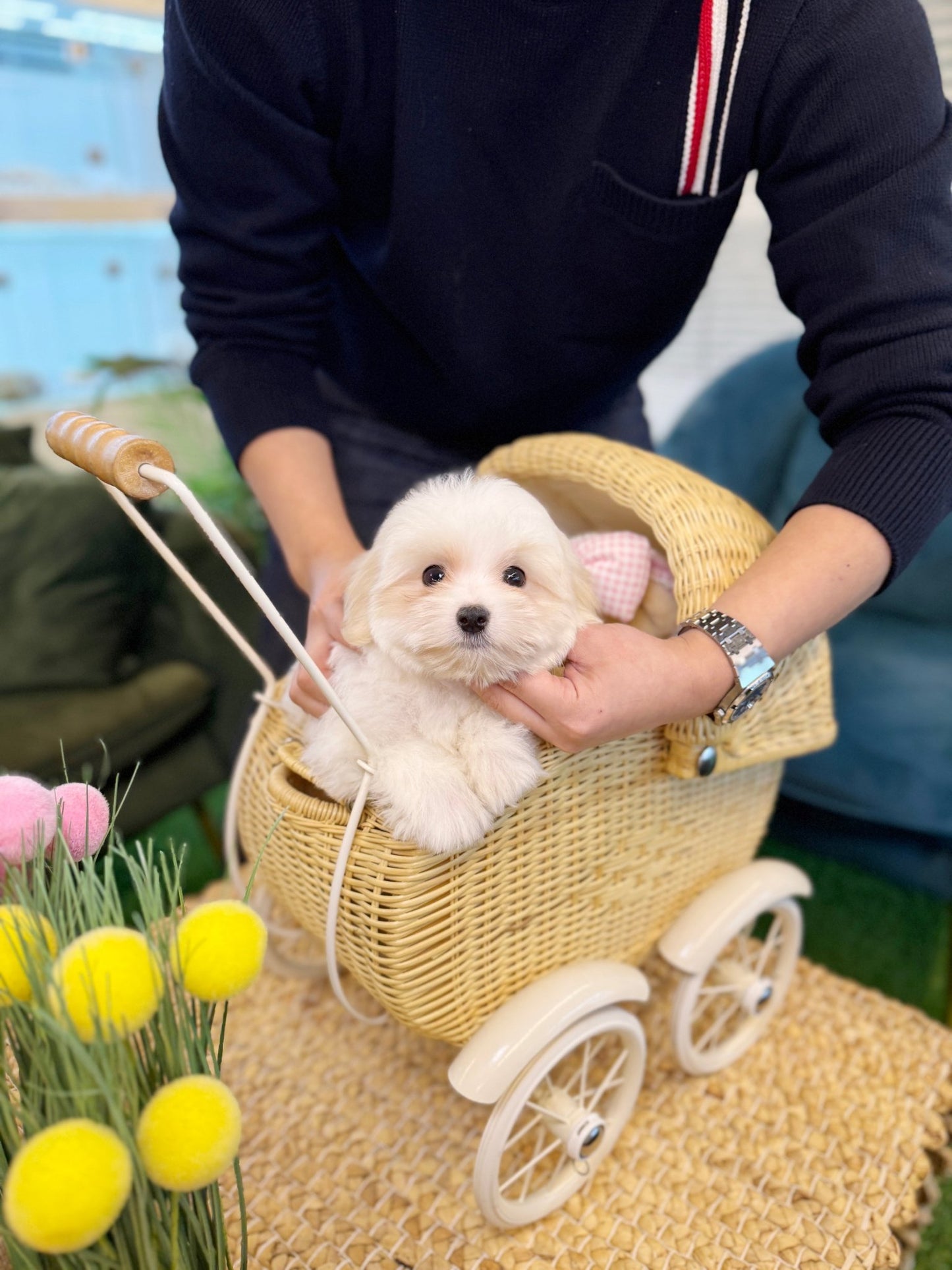 Coton de Tulear - Moon(Male) - Beautiful puppy teacup puppy with adorable features available for adoption from Velydog