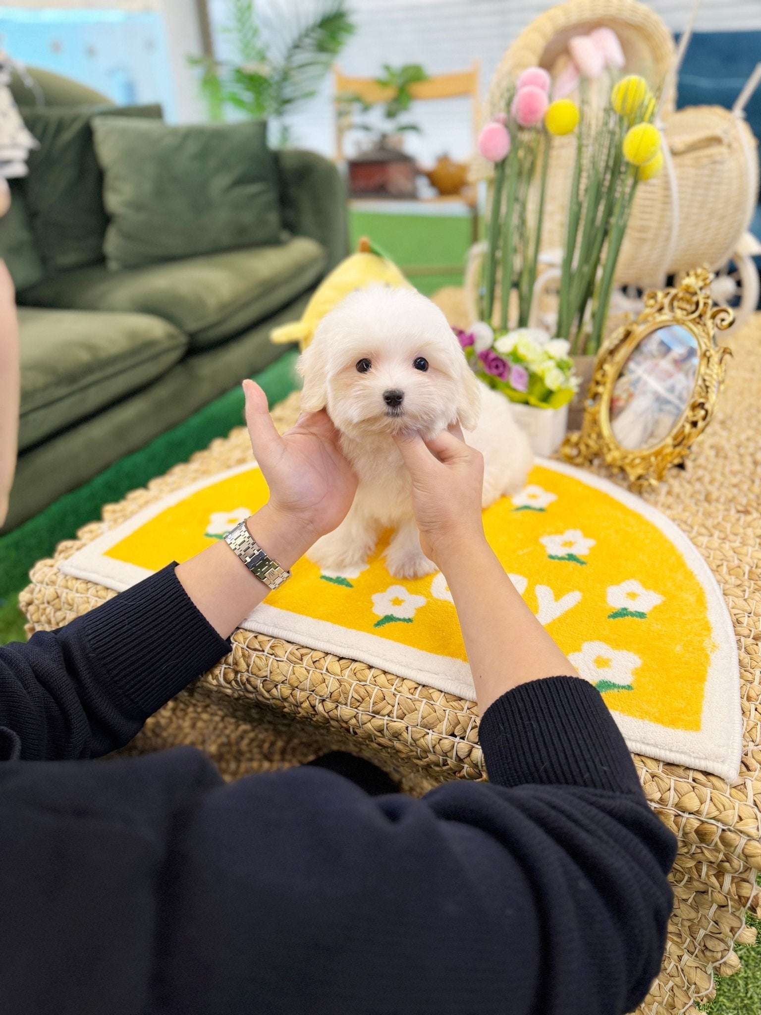 Coton de Tulear - Moon(Male) - Beautiful puppy teacup puppy with adorable features available for adoption from Velydog