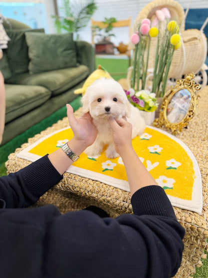 Coton de Tulear - Moon(Male) - Beautiful puppy teacup puppy with adorable features available for adoption from Velydog