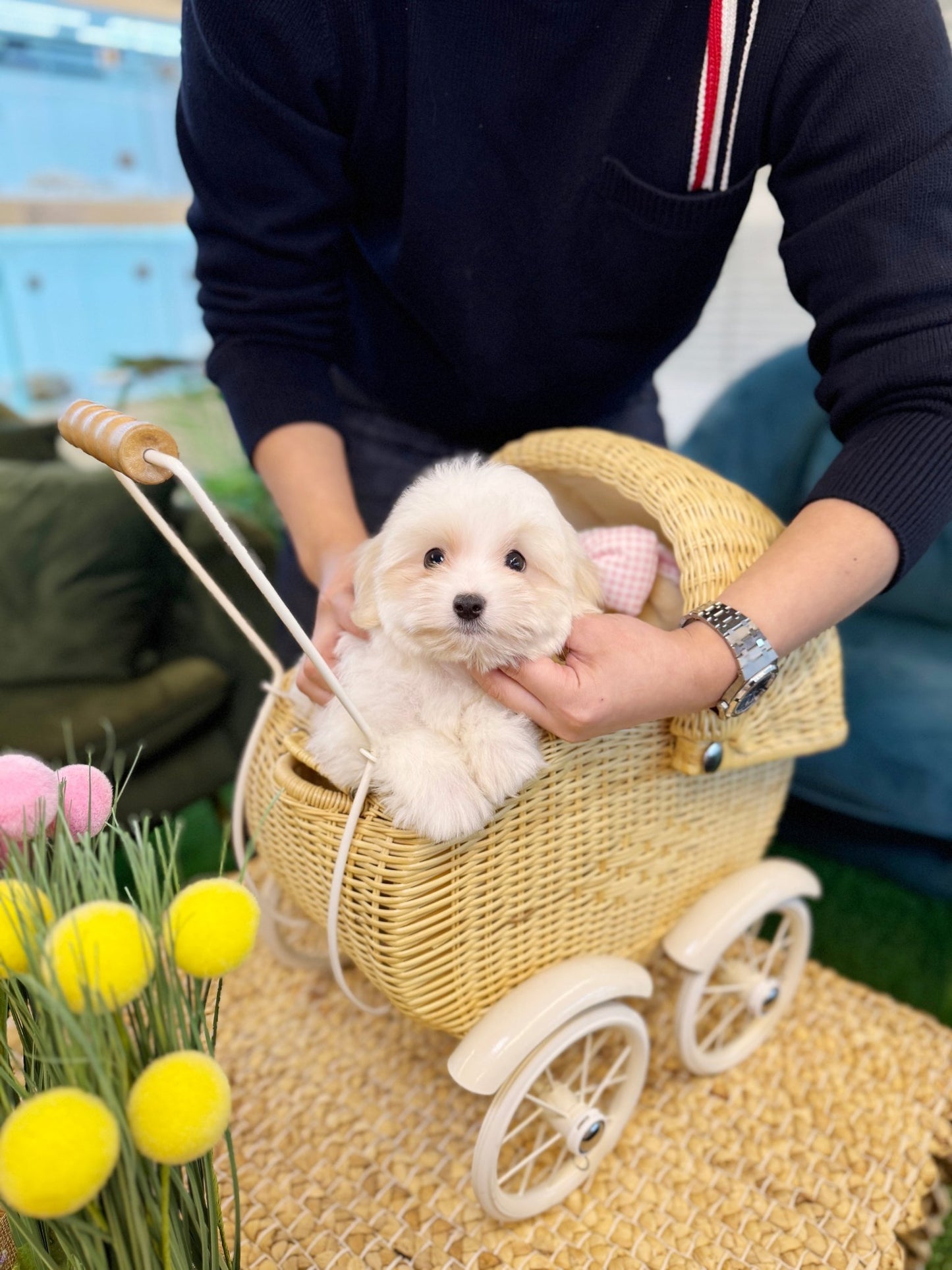 Coton de Tulear - Moon(Male) - Beautiful puppy teacup puppy with adorable features available for adoption from Velydog