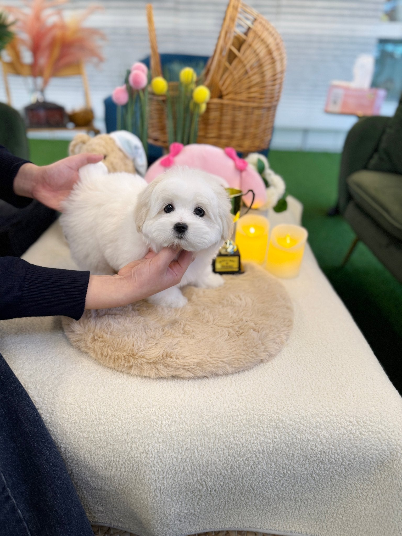 Coton de Tulear - Seraphine(Female) - Beautiful puppy teacup puppy with adorable features available for adoption from Velydog