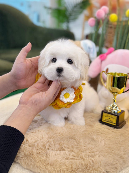 Coton de Tulear - Seraphine(Female) - Beautiful puppy teacup puppy with adorable features available for adoption from Velydog