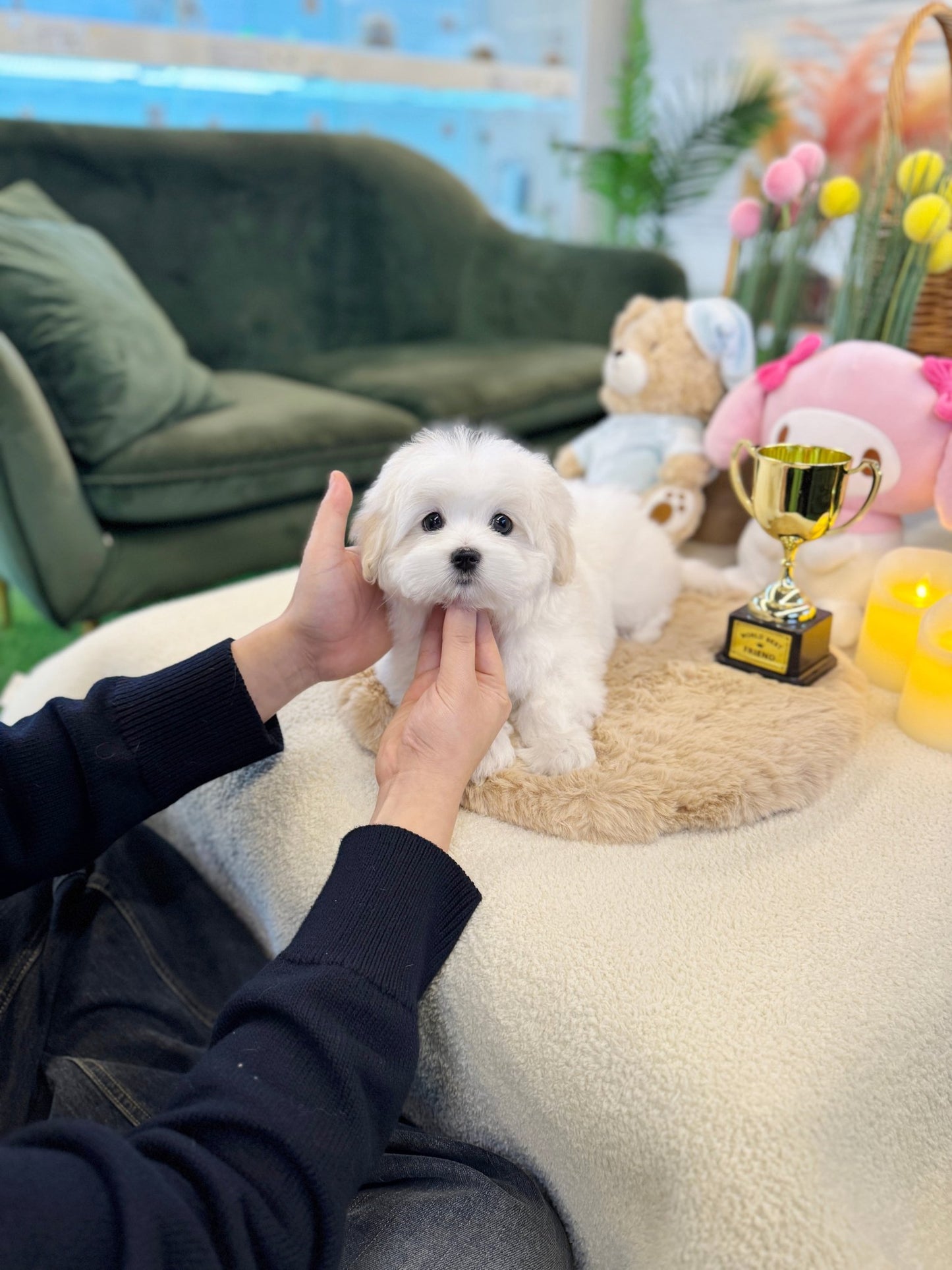 Coton de Tulear - Seraphine(Female) - Beautiful puppy teacup puppy with adorable features available for adoption from Velydog