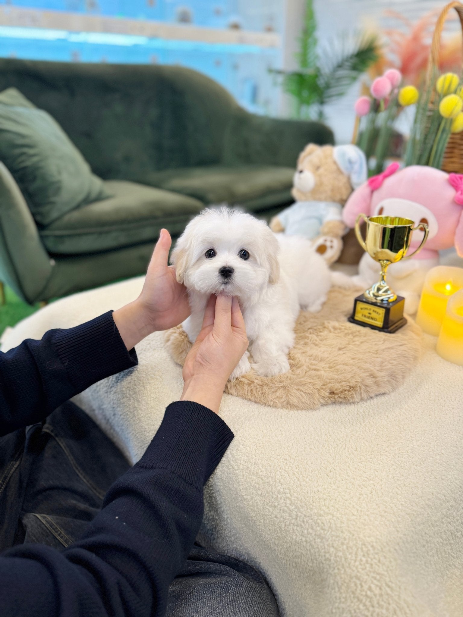 Coton de Tulear - Seraphine(Female) - Beautiful puppy teacup puppy with adorable features available for adoption from Velydog