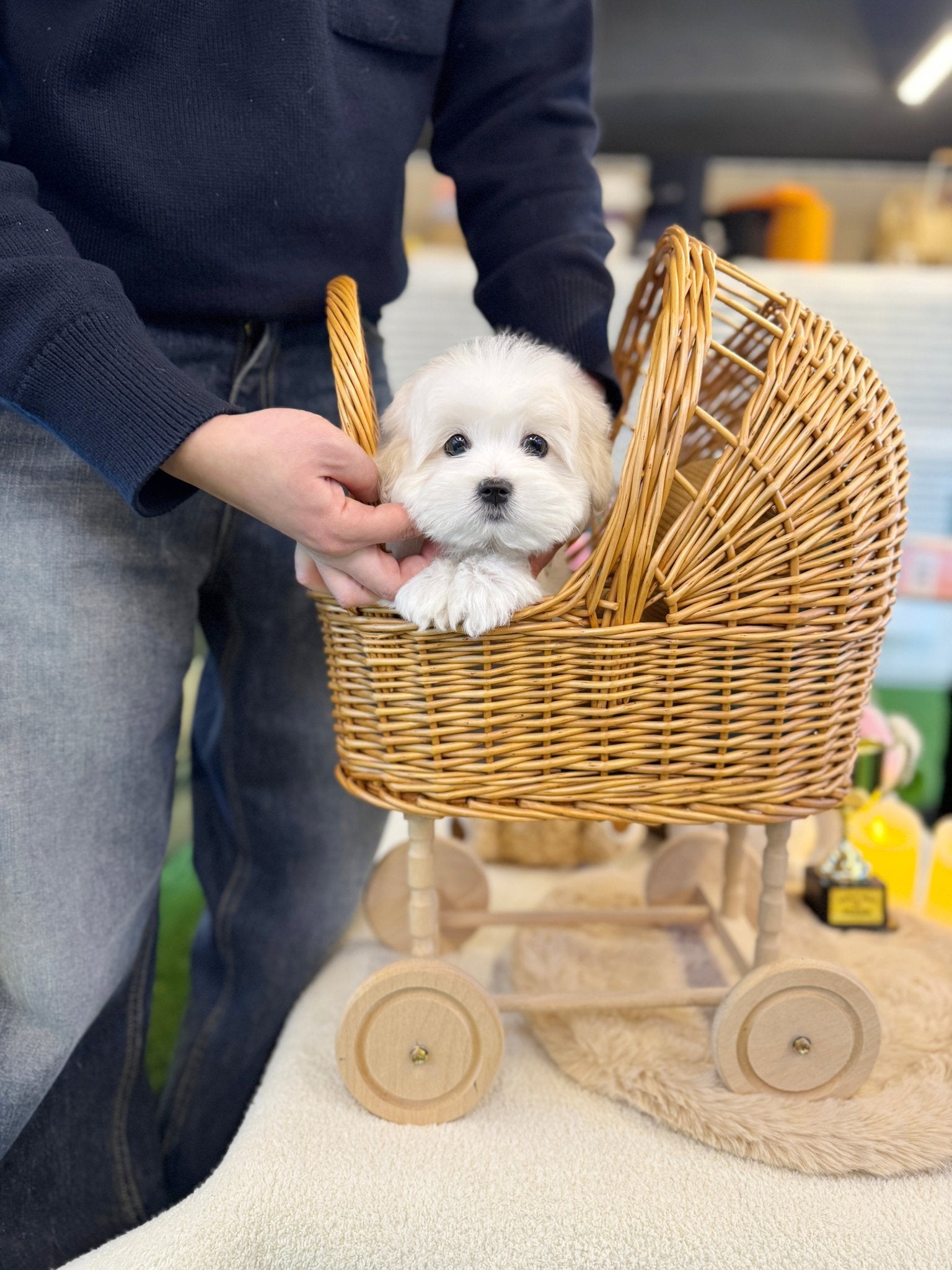 Coton de Tulear - Seraphine(Female) - Beautiful puppy teacup puppy with adorable features available for adoption from Velydog
