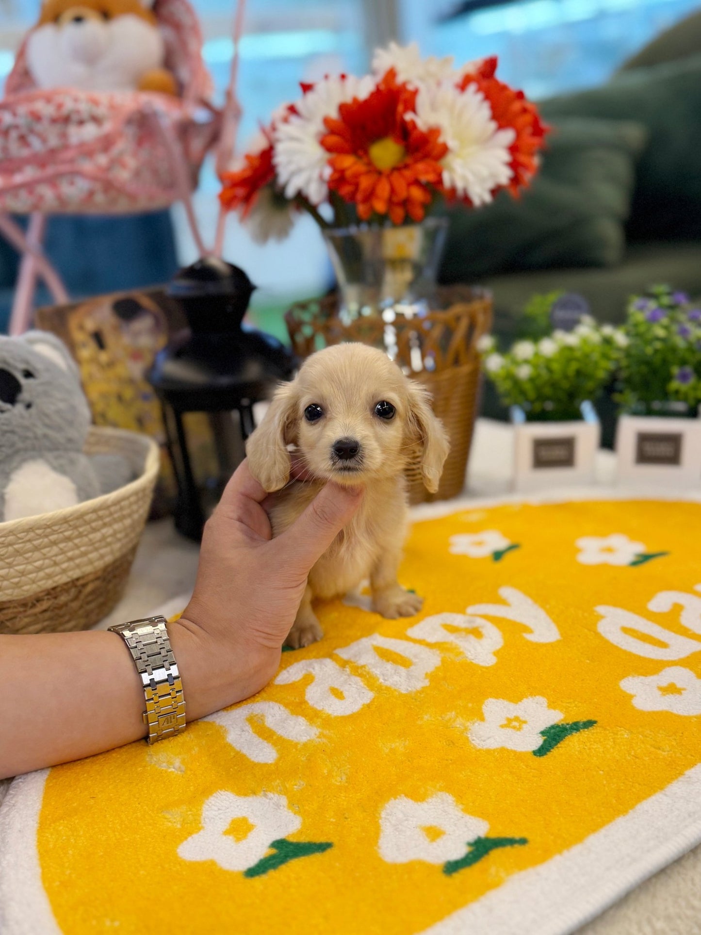 Dachshund - Jackie(Male) - Beautiful puppy teacup puppy with adorable features available for adoption from Velydog