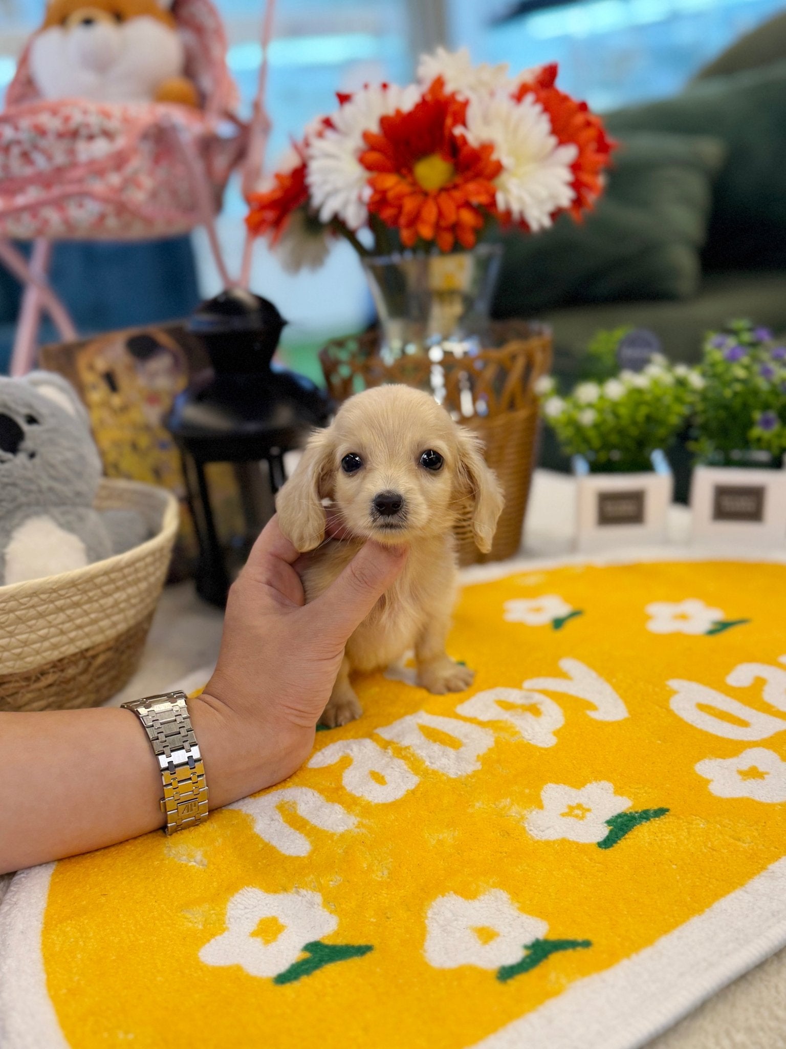 Dachshund - Jackie(Male) - Beautiful puppy teacup puppy with adorable features available for adoption from Velydog