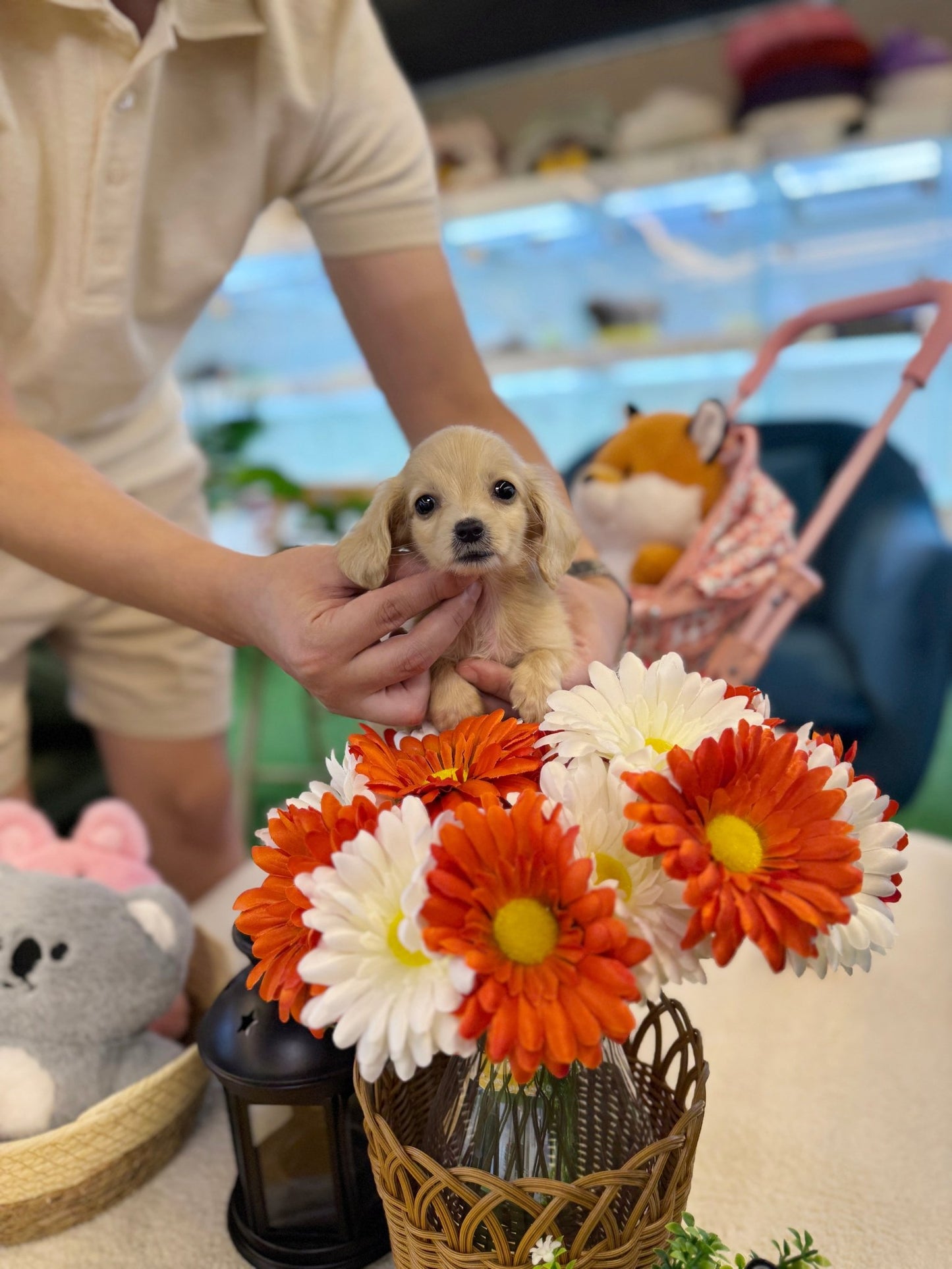 Dachshund - Jackie(Male) - Beautiful puppy teacup puppy with adorable features available for adoption from Velydog