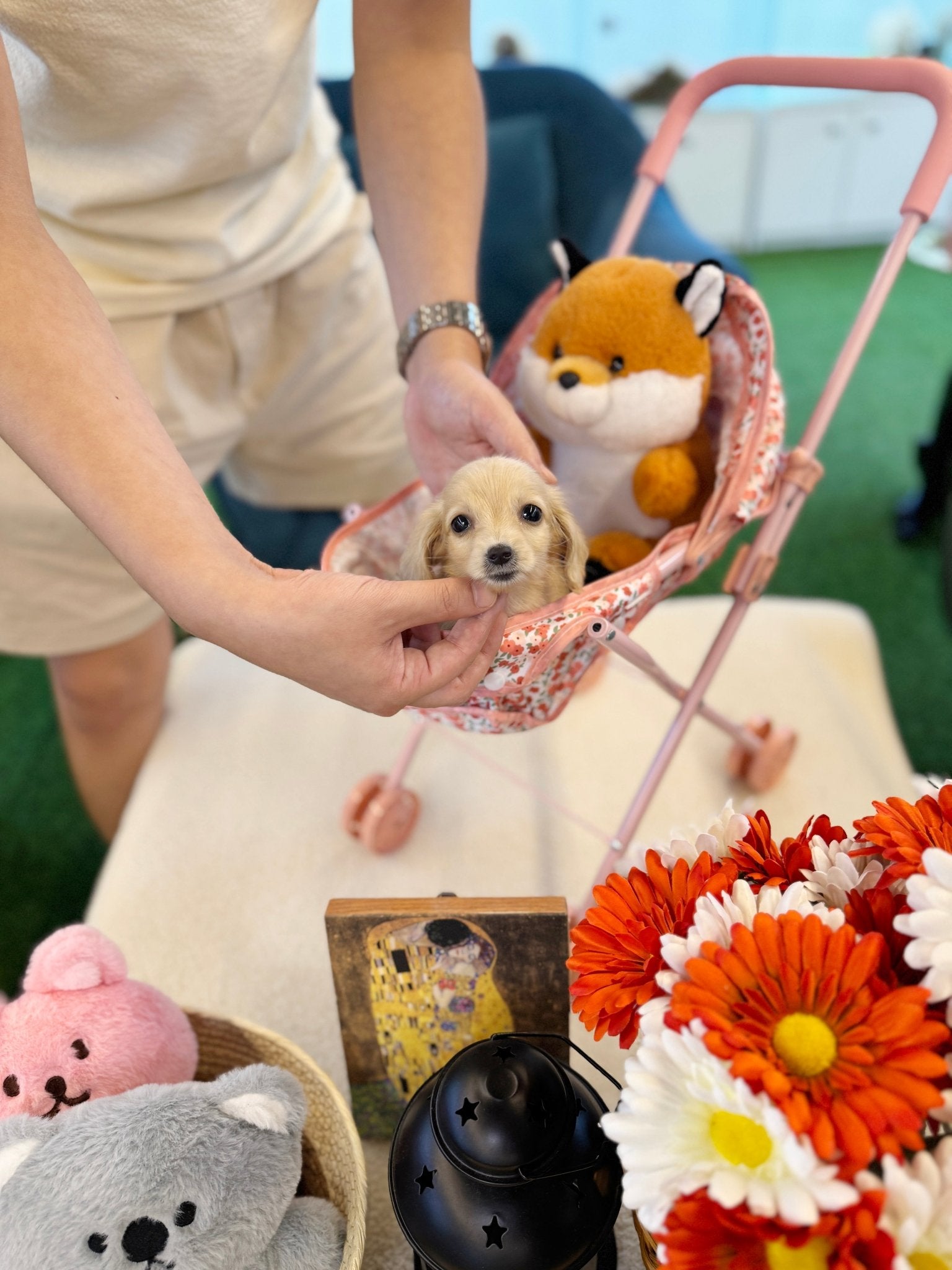 Dachshund - Jackie(Male) - Beautiful puppy teacup puppy with adorable features available for adoption from Velydog