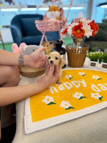 Dachshund - Jackie(Male) - Beautiful puppy teacup puppy with adorable features available for adoption from Velydog