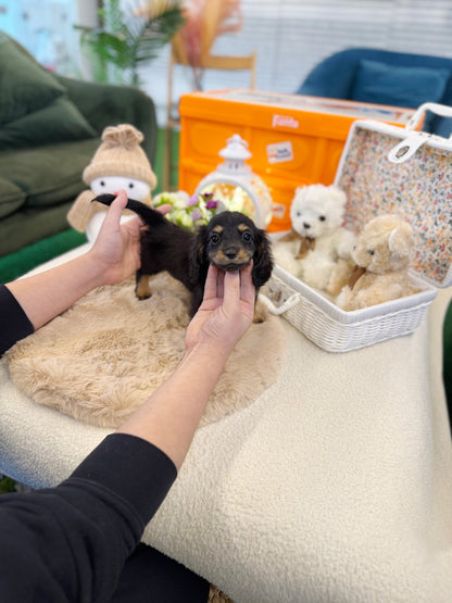 Dachshund - Jack(Male) - Beautiful puppy teacup puppy with adorable features available for adoption from Velydog