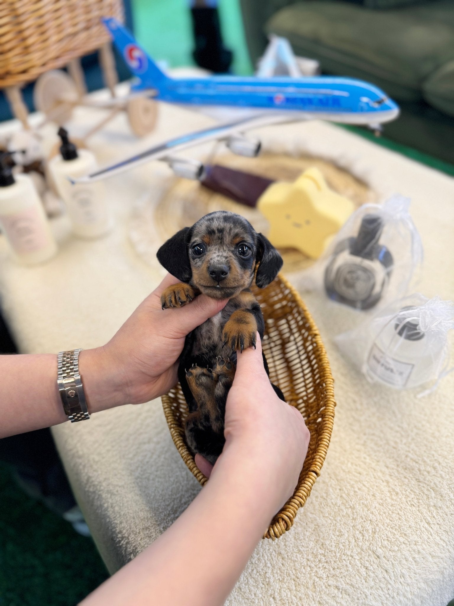 Dachshund - Jazz(Male) - Beautiful puppy teacup puppy with adorable features available for adoption from Velydog