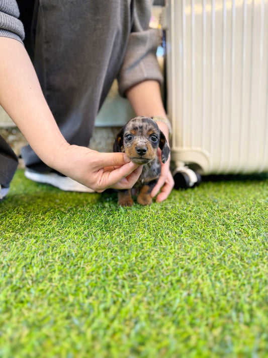 Dachshund - Jazz(Male) - Beautiful puppy teacup puppy with adorable features available for adoption from Velydog