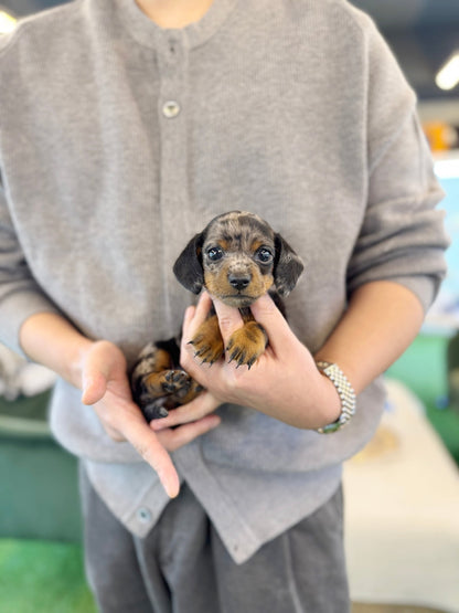 Dachshund - Jazz(Male) - Beautiful puppy teacup puppy with adorable features available for adoption from Velydog